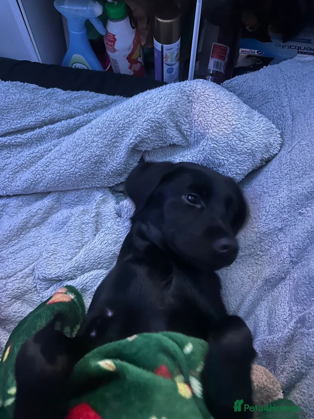 Labrador Retriever dogs for sale: Female Labrador 5 months old - Advert 3