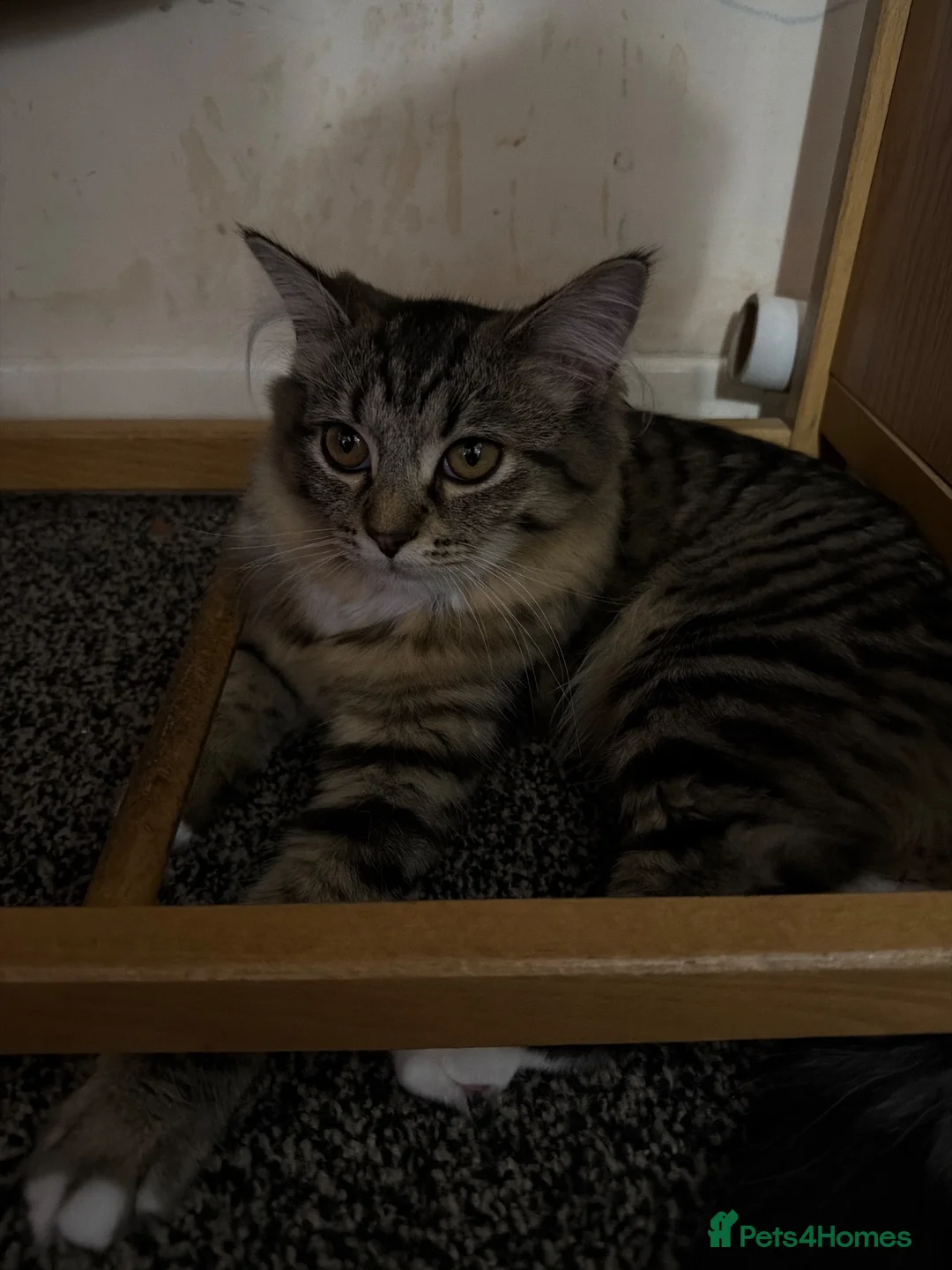 Mixed Breed cats for sale: Ragdoll & Bengal Mixed Kitten  in Glasgow - Advert 7