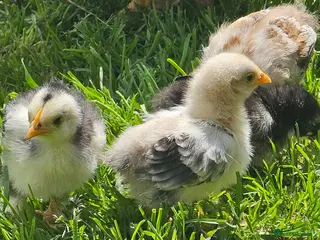 Chickens poultry Mixed Pekin Bantam Chicks - Advert 1