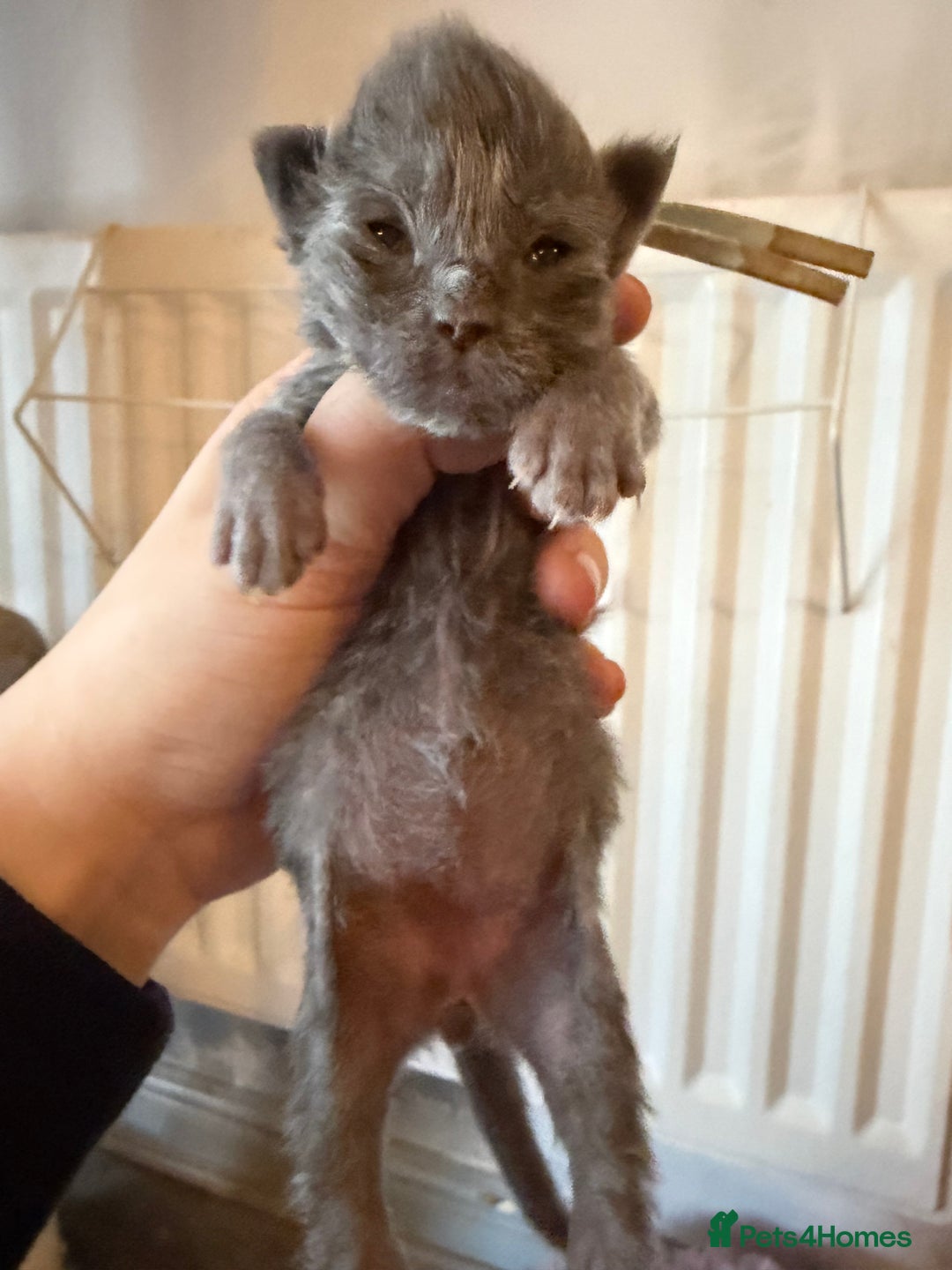 Ragcoon cats for sale: 6 beautiful Ragdoll X Maine coon kittens  - Advert 4