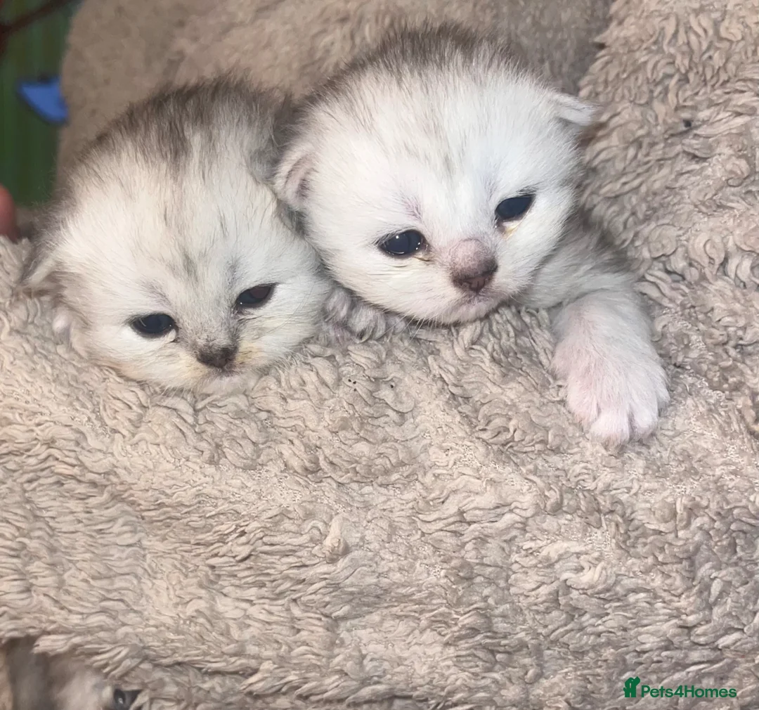 Persian cats for sale: Persian Kittens - Advert 1