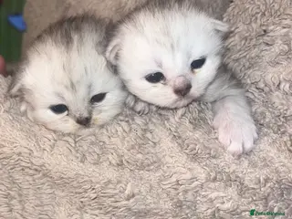 Persian cats Persian Kittens - Advert 3