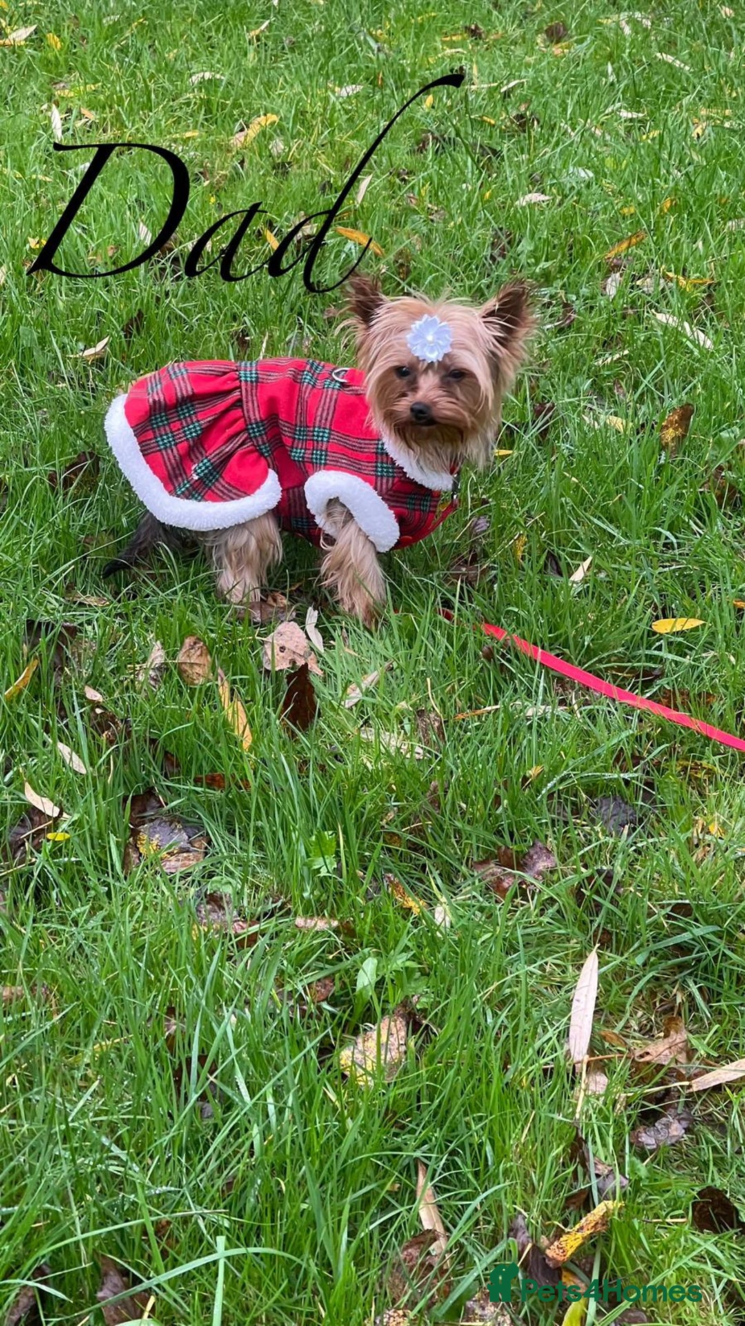 Shorkie dogs for sale: Beautiful shorkie puppies ready to go soon - Advert 3