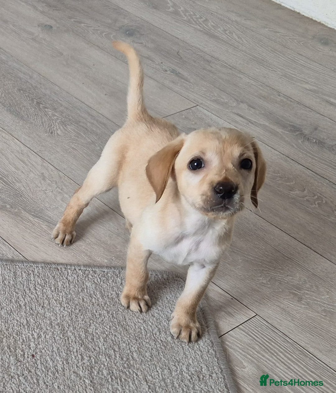 Labrador Retriever dogs for sale: Top quality KC registered labrador pups  - Image 5