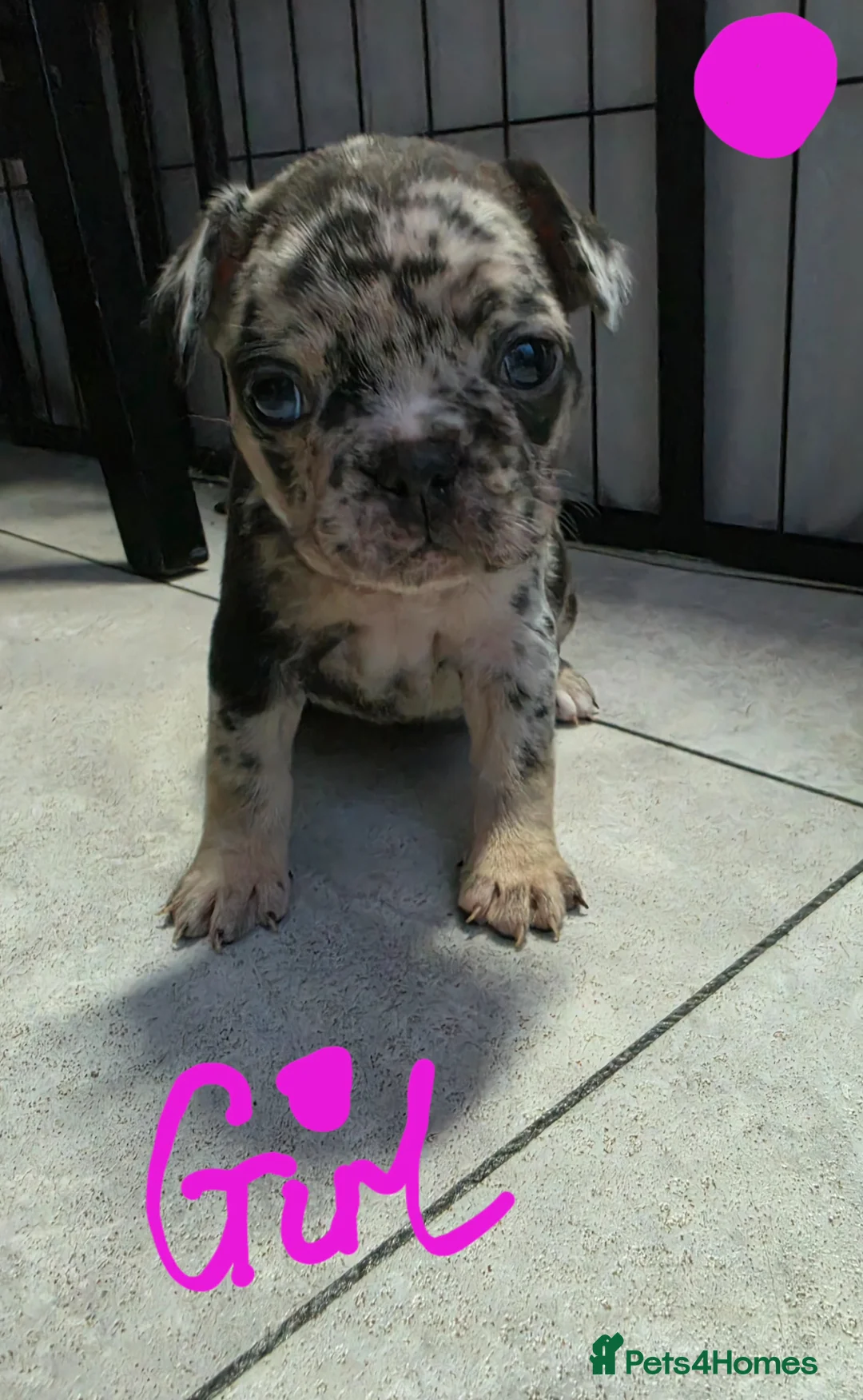 French Bulldog dogs for sale: Pure frenxh bulldog puppies - Advert 16