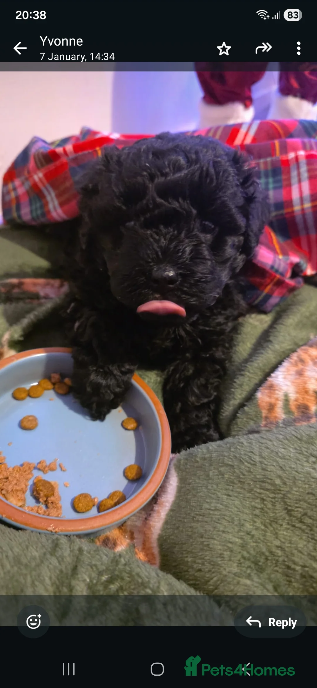 Hungarian Puli dogs for sale: Puli puppy  - Advert 1