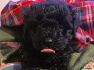 Hungarian Puli dogs Puli puppy - Advert 9