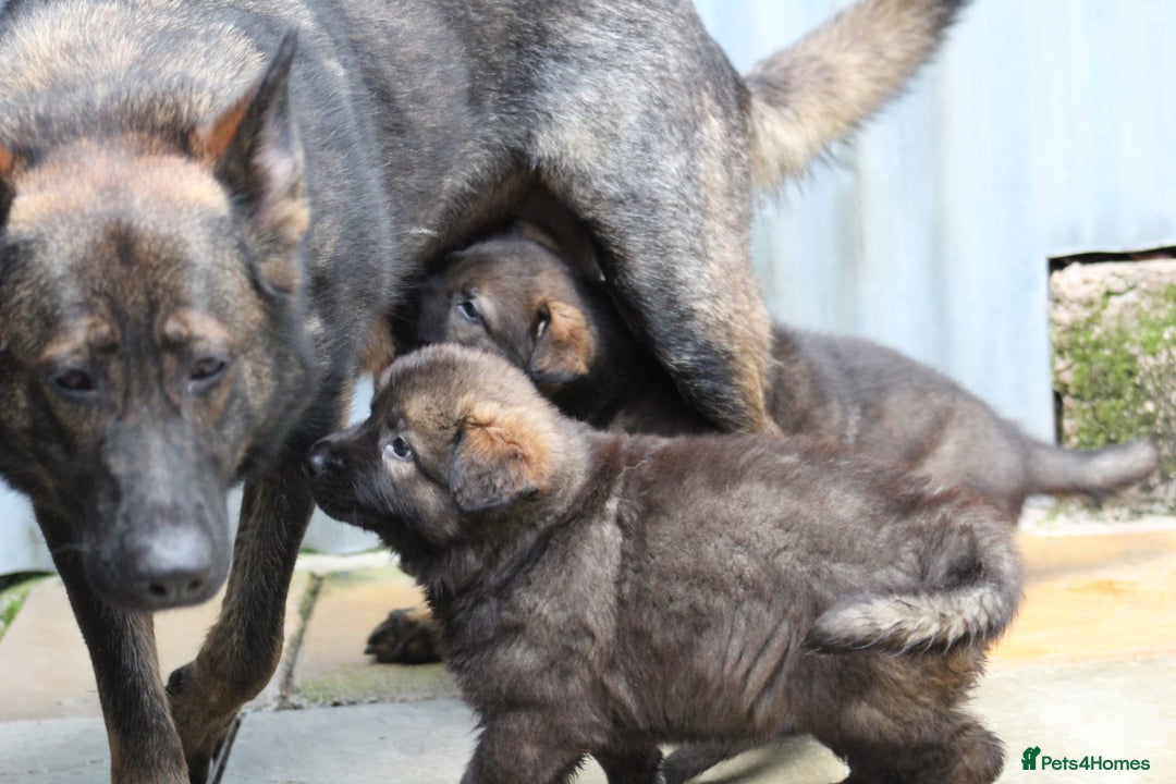 German Shepherd dogs for sale: TOP Quality German shepherd puppies  - Image 10