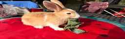 Mixed Breed rabbits for sale: Mixed Gender Rabbits - Advert 4
