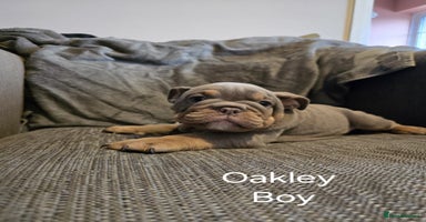 Mixed Breed dogs - Advert 1