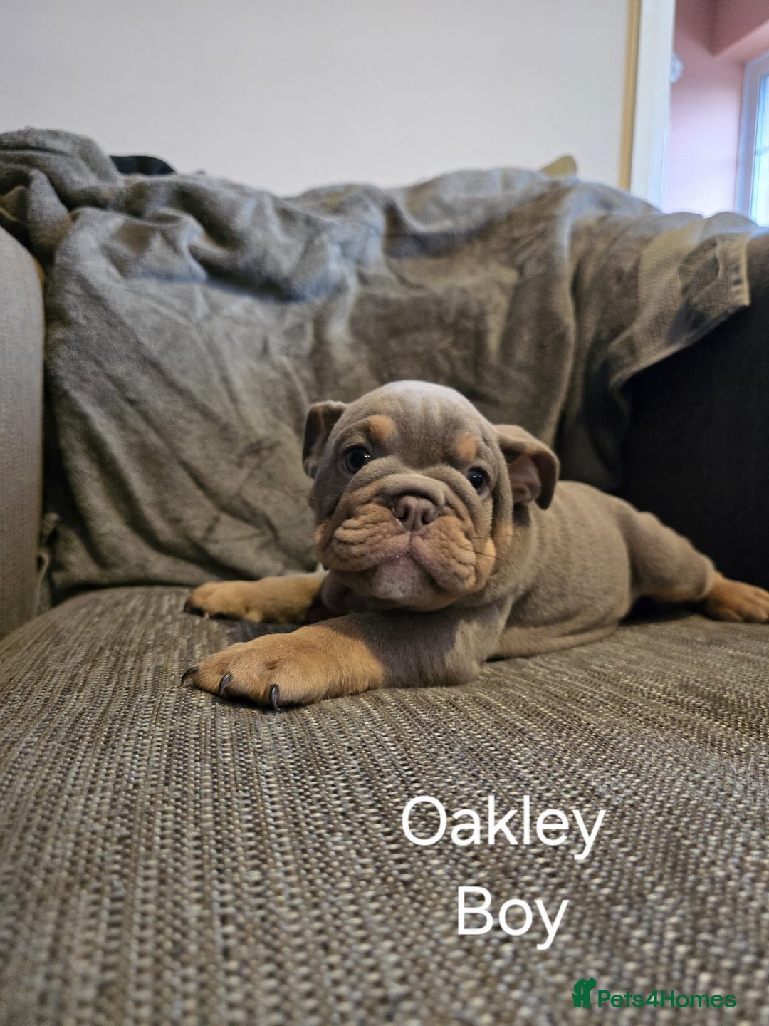Mixed Breed dogs for sale: Tri English bulldog French mix (frenglish) - Image 2