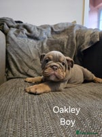 Mixed Breed dogs - Advert 9