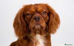 Cavalier King Charles Spaniel dogs for stud: KC REG EXTENSIVELY HEALTH TESTED CHOC RUBY STUD  in Hoddesdon - Image 5