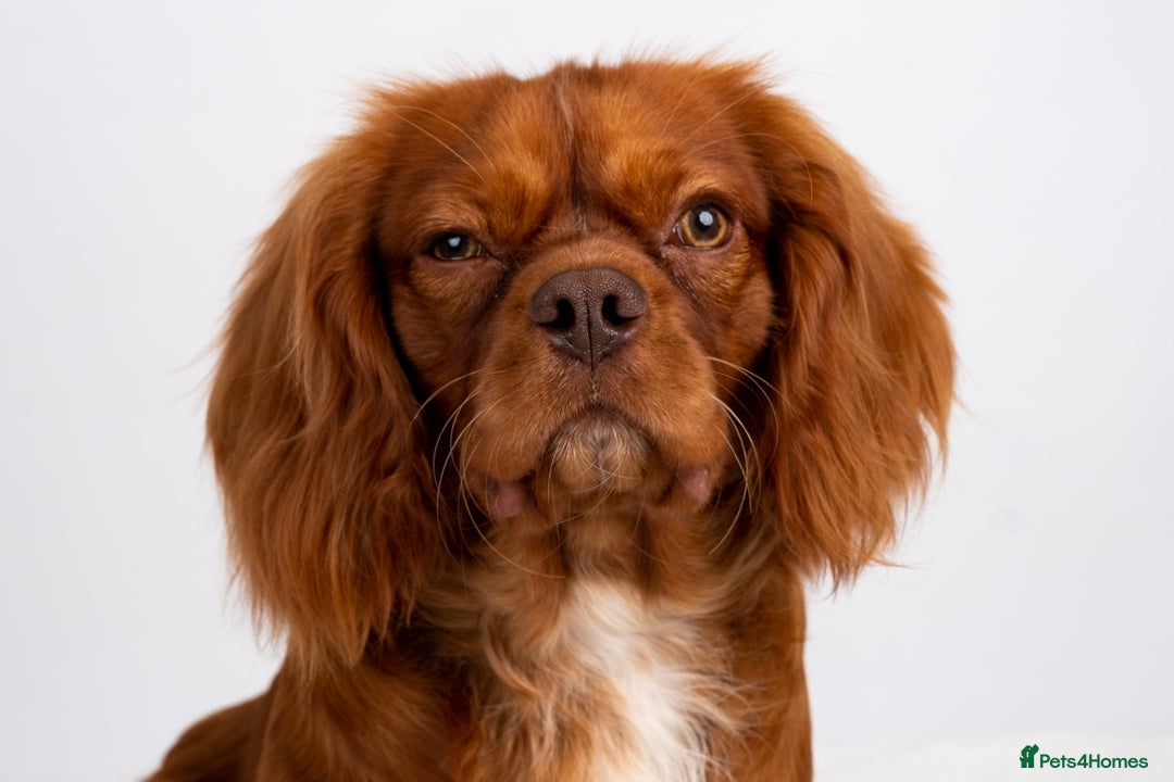 Cavalier King Charles Spaniel dogs for stud: KC REG EXTENSIVELY HEALTH TESTED CHOC RUBY STUD  in Hoddesdon - Image 5