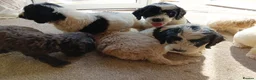 Cockapoo dogs for sale: Cockapoos in Stourport-on-Severn - Advert 5