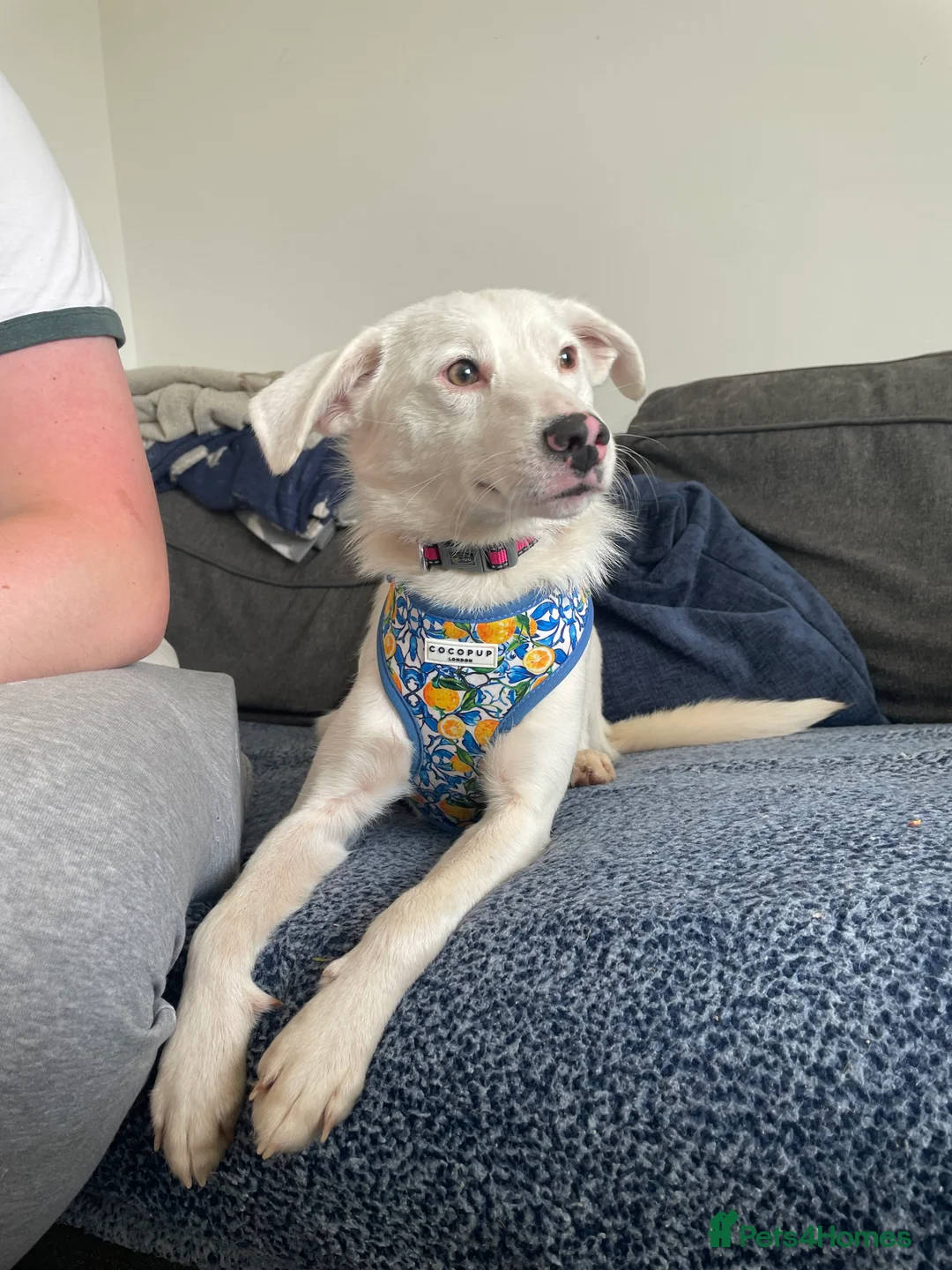 Mixed Breed dogs for adoption: Meet Clove, currently residing in Cheshire  - Advert 16