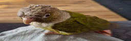 Conures birds for sale: Green cheeked conure - Advert 8