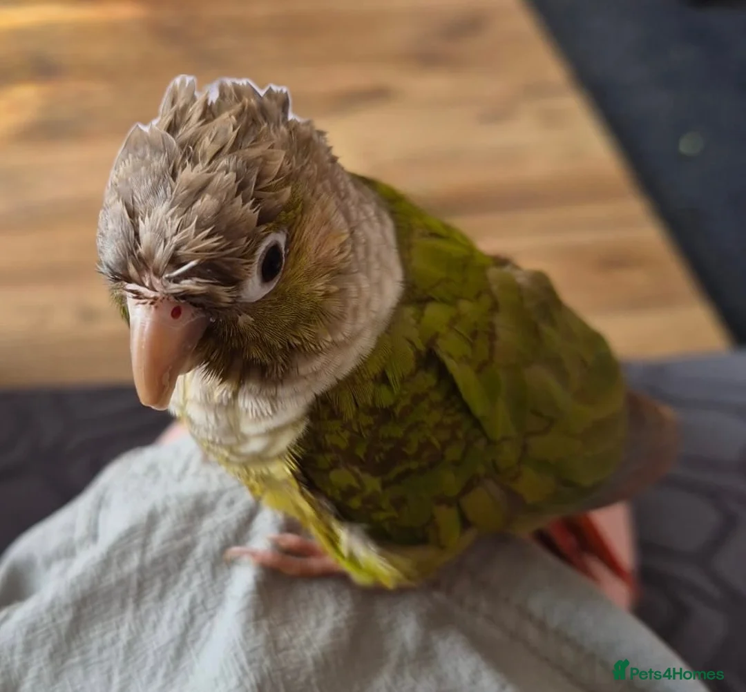 Conures birds for sale: Green cheeked conure - Advert 8
