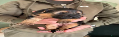 German Shepherd Puppy 5