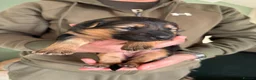 German Shepherd dogs for sale: 7 beautiful pups - Advert 4