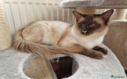 Balinese cats for sale: Stunning chocolate point balinese seeks retirement - Image 2