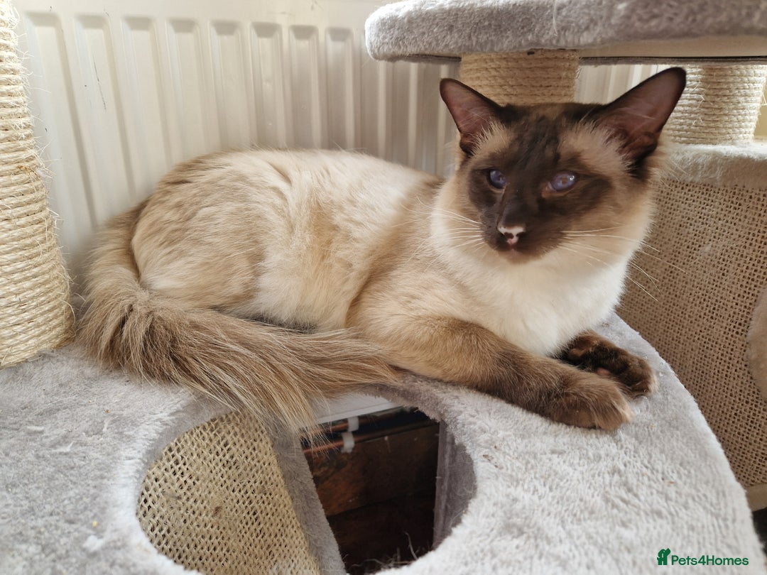 Balinese cats for sale: Stunning chocolate point balinese seeks retirement - Image 2