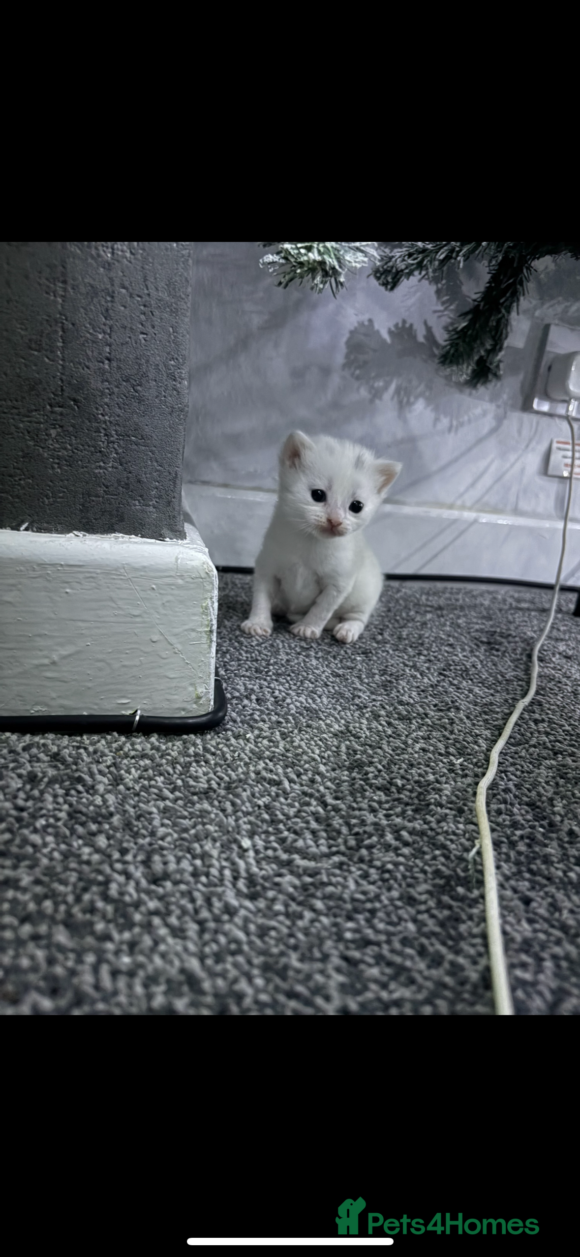 Mixed Breed cats Litter of 3 kittens for sale  - Advert 3