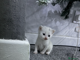 Mixed Breed cats Litter of 3 kittens for sale - Advert 3