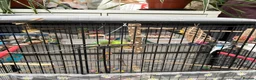 Budgerigars birds for sale: 4 budgies looking for their for ever home.  - Advert 5