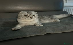 Scottish Fold cats for sale: Adorable Male Scottish Fold  - Advert 1