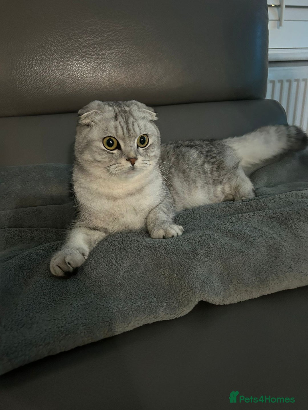 Scottish Fold cats for sale: Adorable Male Scottish Fold  - Advert 1