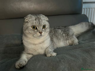 Scottish Fold cats for sale: Adorable Male Scottish Fold - Advert 1