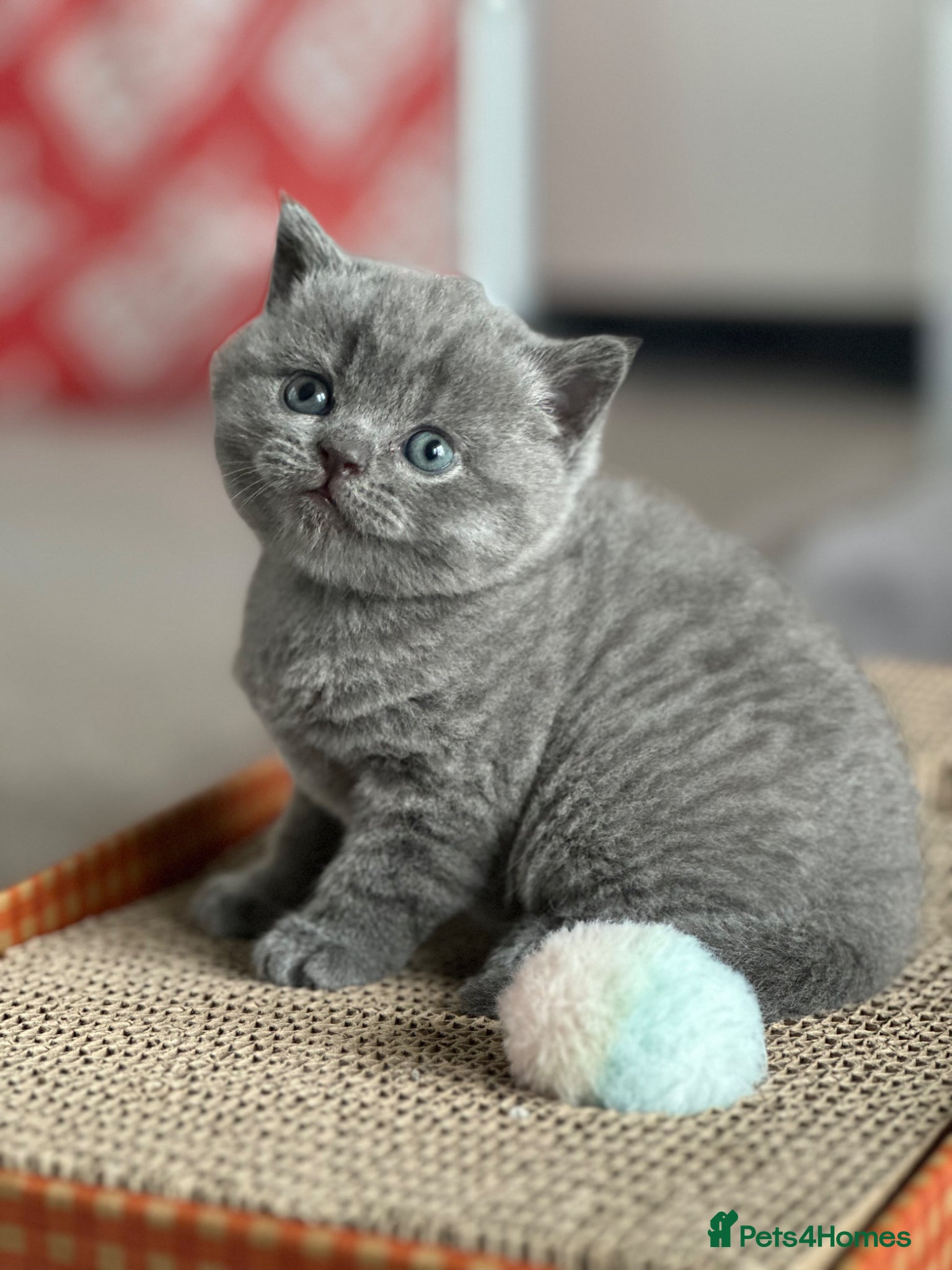 British Shorthair cats British blue  - Advert 1
