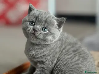 British Shorthair cats British blue - Advert 2