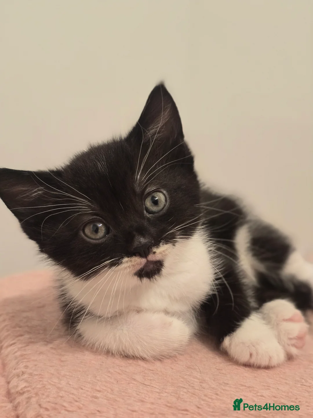 Mixed Breed cats for sale: 3 x female kittens in Hull - Advert 2