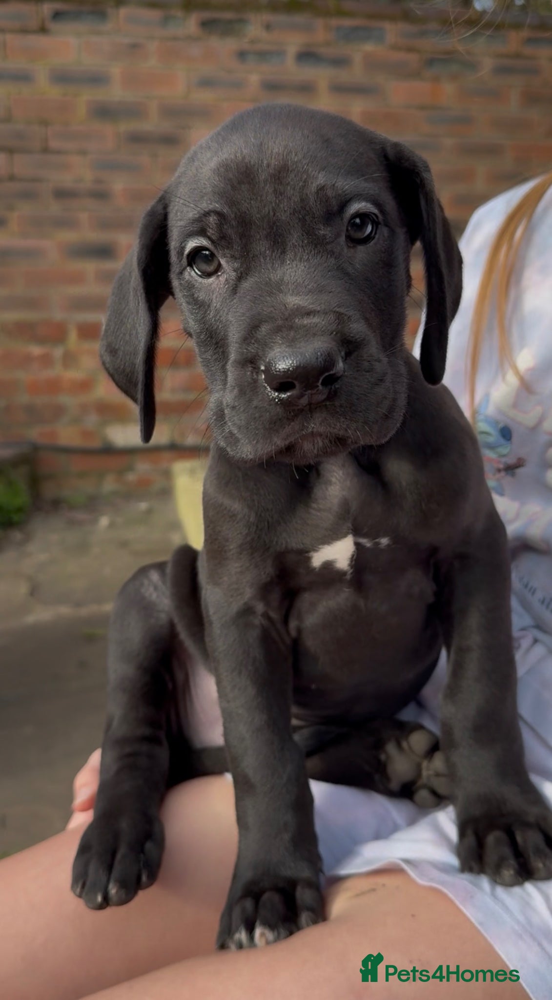 Great Dane dogs Health Tested KC reg Great Dane puppies - Advert 8