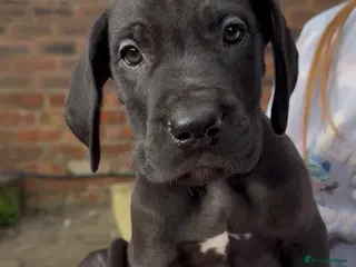 Great Dane dogs Health Tested KC reg Great Dane puppies - Advert 8