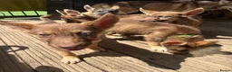 Shepsky dogs for sale: Stunning multi-coloured eyed puppies - Advert 26