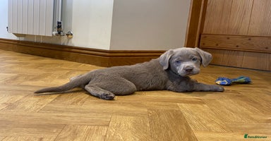 Labrador Retriever dogs - Advert 3
