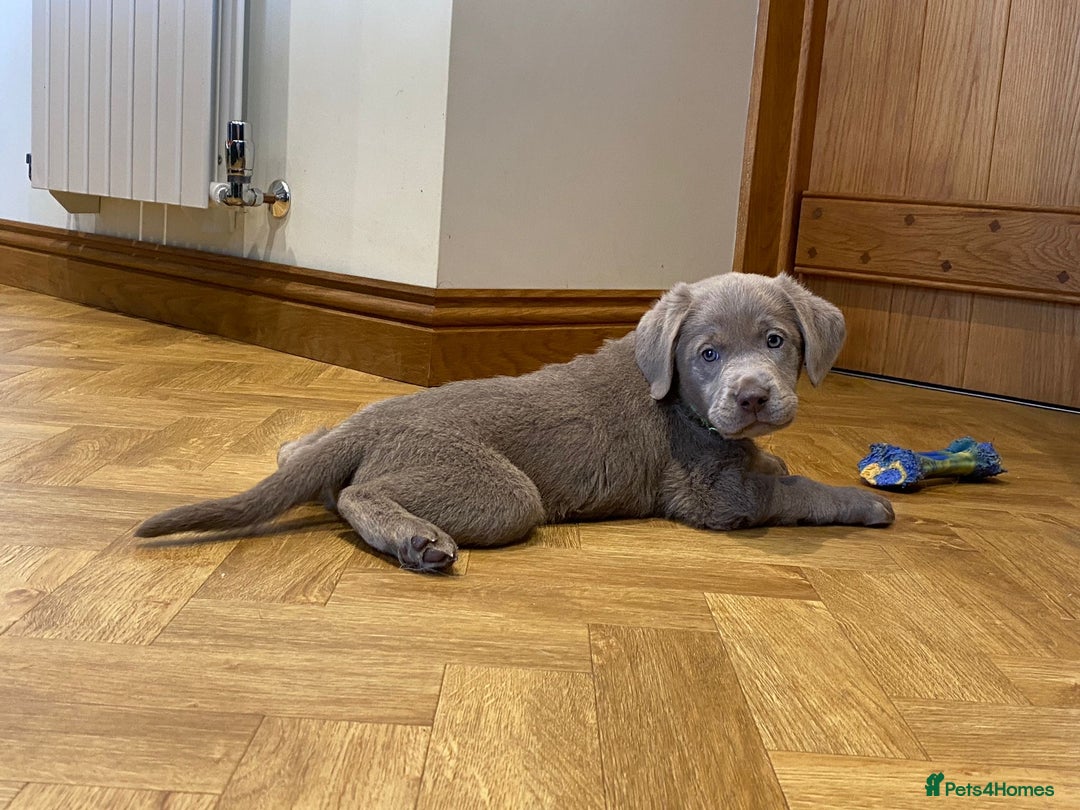 Labrador Retriever dogs for sale:  Ready for collection from today 🩶💚🩶   - Image 8