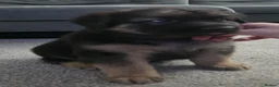 Sheprador dogs for sale: Sheprador Puppies – German Shepherd × Labrador - Advert 11