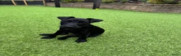 Patterdale Terrier dogs for sale: Frankie in Wallasey - Advert 5