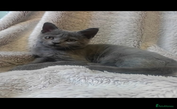 Mixed Breed cats - Advert 10