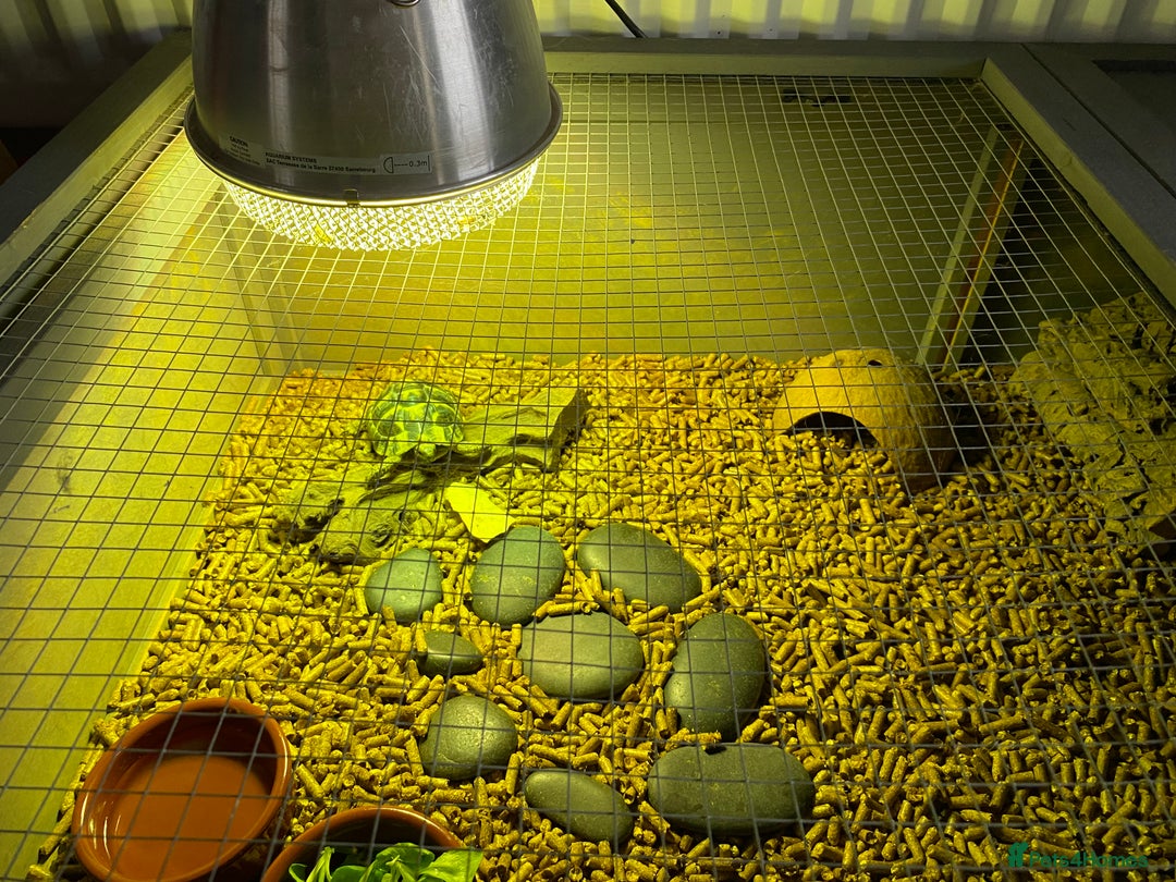 Tortoise reptiles for sale: 3yo Hermann’s tortoise with the whole set up - Advert 5