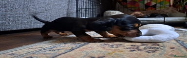 Miniature Dachshund Puppy 1