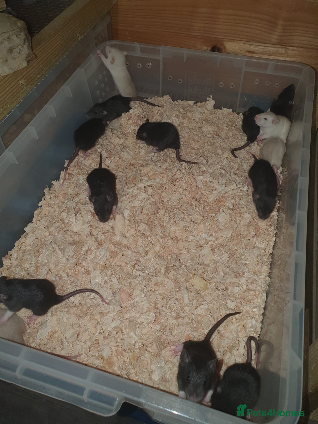 Rat rodents for sale: Fancy Rats  - Image 5