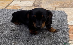 Miniature Dachshund dogs for sale: Miniature Smooth Boys from ivdd scored parents - Image 9