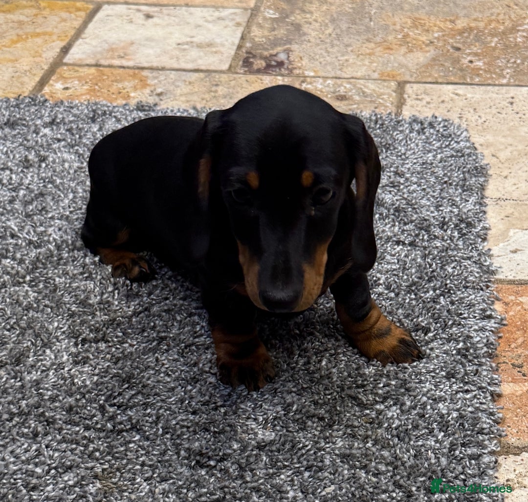 Miniature Dachshund dogs for sale: Miniature Smooth Boys from ivdd scored parents - Image 9