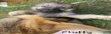 Fluffy