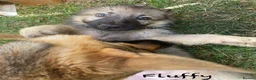 German Shepherd dogs for sale: Beautiful GSD puppies  - Advert 22